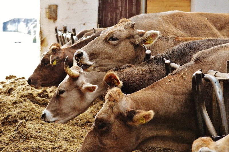 Sapi Butuh Bungkil Sawit