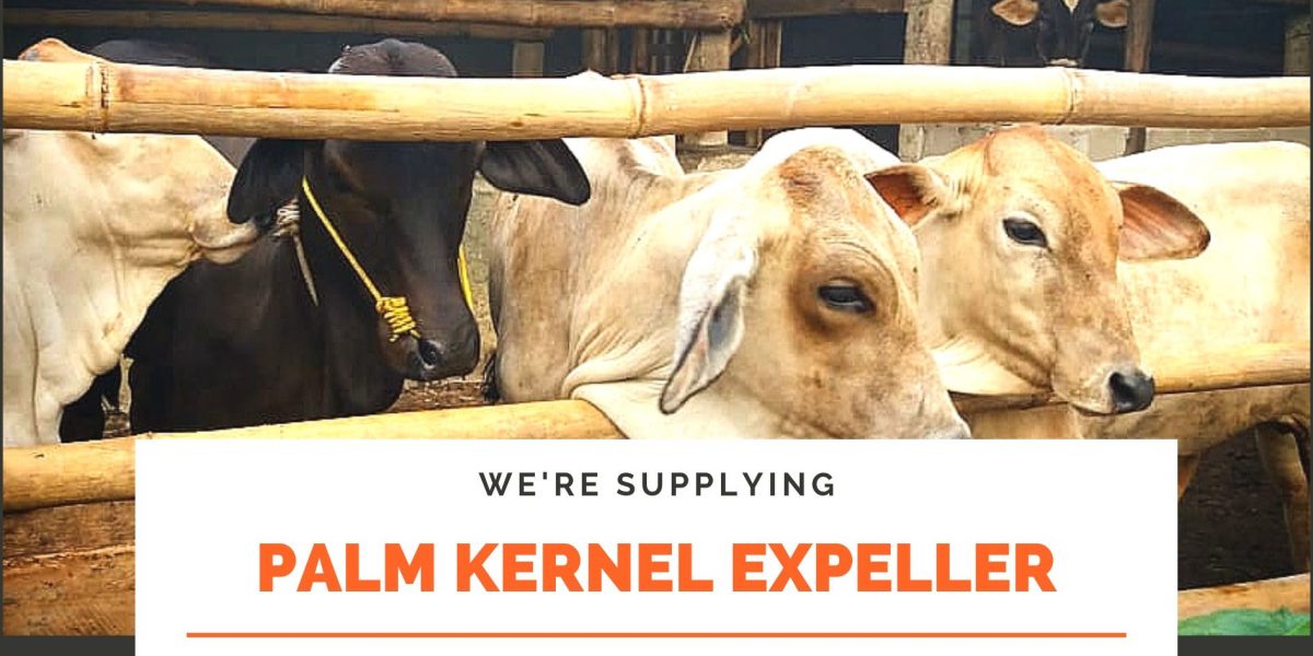 supplying palm kernel expeller