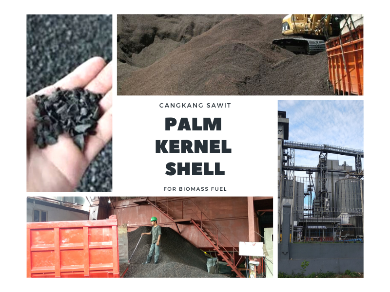 Palm Kernel SHELL