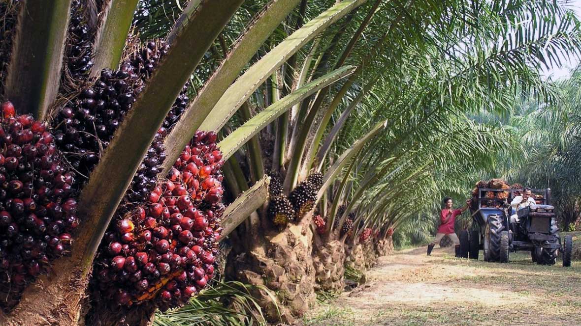 palm-tree-slider